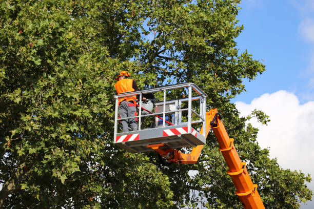 Seasonal Cleanup (Spring/Fall) in Marion, WI