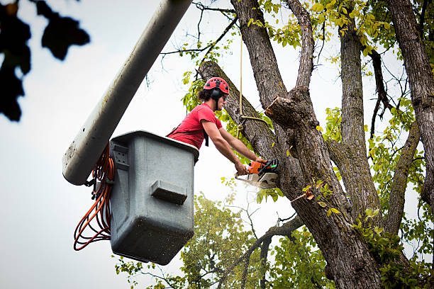 Best Stump Grinding and Removal  in Marion, WI